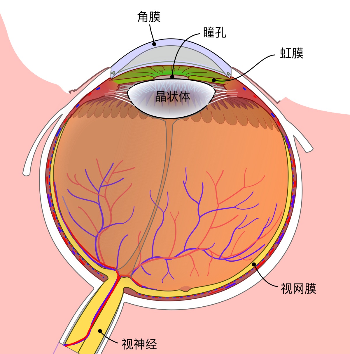眼球剖面示意图。图的上方是眼球前部,视网膜沿后部内壁分布,视神经从下方伸出。